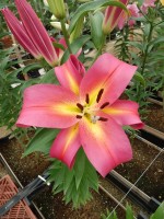 [4432 PO29 Empoli No02.JPG]